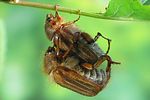 amphimallon-solstitiale-couple2-foto-koehler