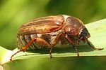 amphimallon-solstitiale-female-foto-brueckner