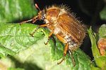 amphimallon-solstitiale-foto-wmueller