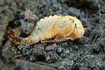 amphimallon-solstitiale-pupa-foto-fremlin