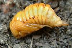 amphimallon-solstitiale-pupa2-foto-fremlin