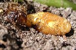 amphimallon-solstitiale-pupa2-foto-hellingman