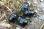 anoplotrupes-stercorosus-foto-baeuerle