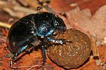 anoplotrupes-stercorosus-foto-derennes