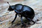 anoplotrupes-stercorosus-foto-scholtes