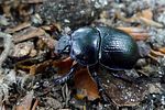 anoplotrupes-stercorosus2-foto-medger