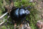 anoplotrupes-stercorosus2-foto-rydzi