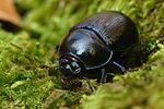 anoplotrupes-stercorosus2-foto-weisenboehler
