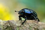 anoplotrupes-stercorosus3-foto-swadzba