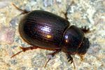 aphodius-castaneus-foto-jacinto