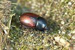aphodius-foetidus-foto-weidlich
