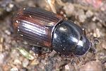 aphodius-serotinus-foto-weidlich