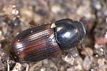 aphodius-serotinus2-foto-weidlich