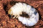 ceruchus-chrysomelinus-larva-foto2-polacek