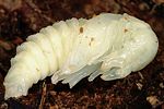 ceruchus-chrysomelinus-pupa-foto-polacek