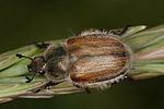 chaetopteroplia-segetum-female-foto-altmann