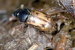 chilothorax-distinctus3-foto-keresztes