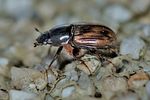 chilothorax-distinctus4-foto-keresztes
