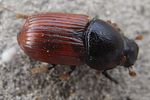 coprimorphus-scrutator-foto-baeuerle