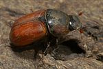 coprimorphus-scrutator-male-foto-polacek