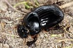 copris-lunaris-male-foto-koehler
