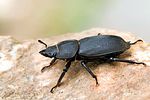 dorcus-parallelipipedes-female-foto-swadzba