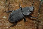 dorcus-parallelipipedus-female-foto-weisenboehler