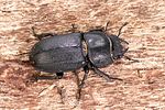 dorcus-parallelipipedus-female2-foto-weidlich