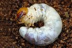 dorcus-parallelipipedus-larva-foto-henderickx