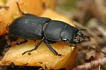 dorcus-parallelipipedus-male-foto-faasen