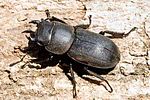 dorcus-parallelipipedus-male-foto-hense
