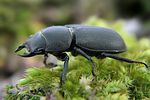 dorcus-parallelipipedus-male-foto-kammel