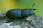 dorcus-parallelipipedus-male-foto-swadzba