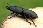 dorcus-parallelipipedus-male-foto-wmueller