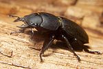 dorcus-parallelipipedus-male2-foto-koehler