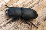 dorcus-parallelipipedus-male2-foto-wmueller