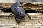 dorcus-parallelipipedus-male3-foto-hense