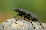 dorcus-parallelipipedus-male4-foto-swadzba