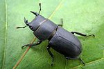 dorcus-parallelipipedus-male4-foto-wmueller
