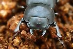 dorcus-parallelipipedus-portrait-foto-henderickx