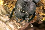 dorcus-parallelipipedus-portrait-foto-weidlich