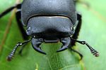 dorcus-parallelipipedus-portrait3-foto-wmueller