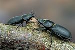 dorcus-parallelipipedus2-foto-swadzba