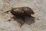 euoniticellus-fulvus4-foto-martinez