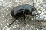 geotrupes-ibericus-foto-fremlin
