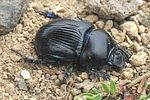 geotrupes-spiniger-foto-wmueller