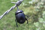 geotrupes-spiniger-laniusprey-foto-doornaert