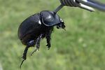 geotrupes-spiniger-laniusprey2-foto-doornaert