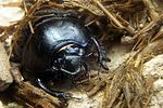 geotrupes-spiniger-male-detail-foto-koehler