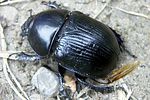 geotrupes-stercorarius-foto-martinez